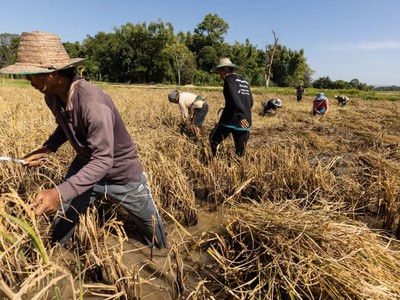 Giá gạo tăng vọt lên mức cao nhất trong 15 năm