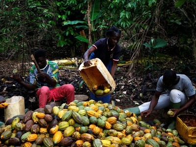 Năm 2023: Giá ca cao, quặng sắt tăng mạnh trong khi giá năng lượng giảm