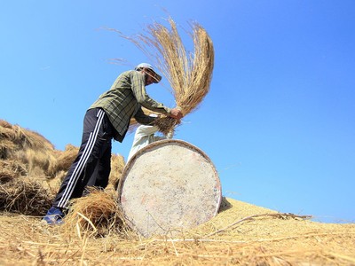 Vấn đề an ninh lương thực của Ấn Độ cũng là vấn đề của thế giới