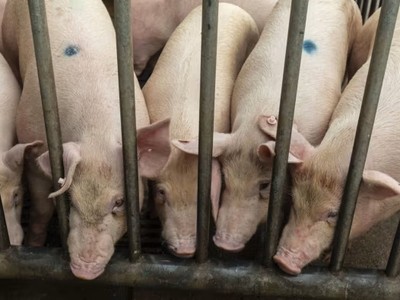 Trung Quốc cố gắng ổn định đàn lợn khi giá thịt lợn lao dốc