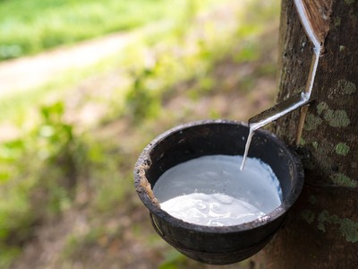 Giá cao su tự nhiên tăng mạnh do đâu?