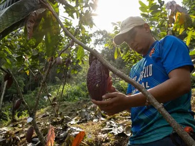 Giá ca cao và cà phê đã tăng lên mức cao kỷ lục