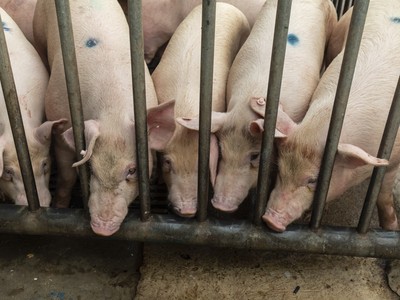 Giá thịt lợn tại Trung Quốc phục hồi giúp nông dân thoát khỏi thua lỗ kéo dài