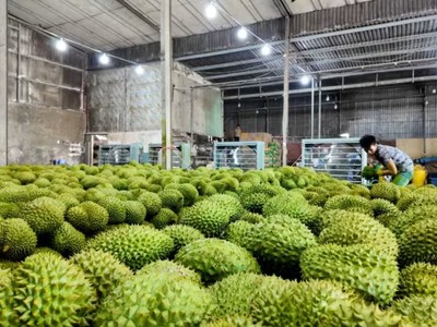 Người trồng sầu riêng đang đối mặt với nhiều thách thức