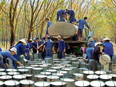 Tập đoàn Công nghiệp Cao su Việt Nam (GVR) lên kế hoạch trả cổ tức năm 2023 tỷ lệ 3% 