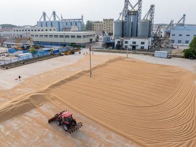 Nhu cầu ngũ cốc của Trung Quốc giảm dần gây ảnh hưởng cho một số quốc gia xuất khẩu