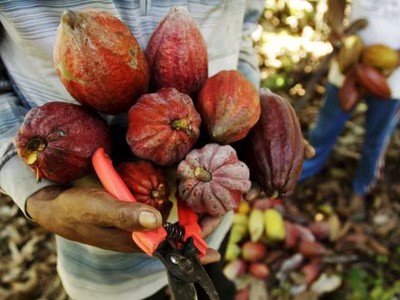 Indonesia có kế hoạch đẩy mạnh phát triển ngành ca cao và dừa