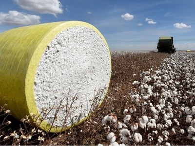 Giá bông sụt giảm khi sản lượng của Brazil tăng mạnh