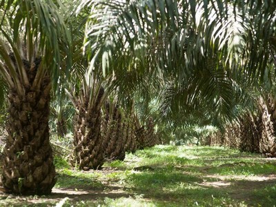 Sản lượng dầu cọ của Indonesia dự kiến giảm do thời tiết và cây già cỗi