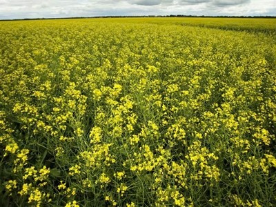 Trung Quốc sẽ tiến hành điều tra chống bán phá giá đối với cải dầu và hóa chất của Canada