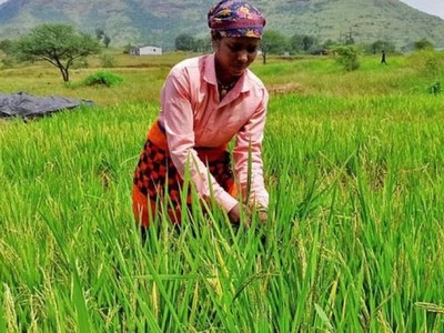 Ấn Độ đang cân nhắc nới lỏng hạn chế xuất khẩu gạo non-basmati