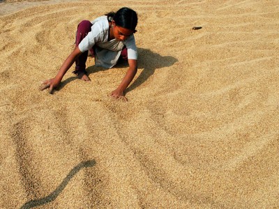 Ấn Độ có thể giành lại thị phần gạo toàn cầu sau khi xoá bỏ giá sàn cho xuất khẩu 