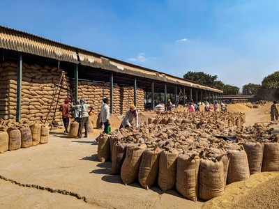 Giá gạo giảm mạnh sau khi Ấn Độ nới lỏng hạn chế xuất khẩu gạo