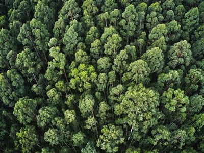 Các ngân hàng toàn cầu bắt đầu đưa ra các sản phẩm hướng tới thiên nhiên và đa dạng sinh học