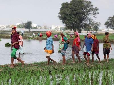 Giá gạo giảm, góp phần làm giảm áp lực lạm phát ở châu Á và châu Phi