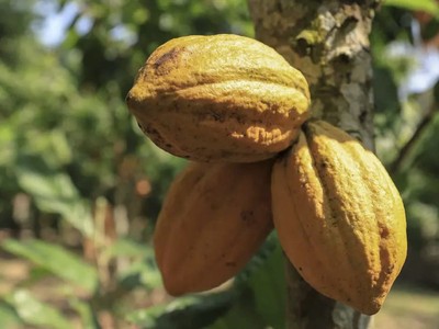 Giá ca cao tiếp tục tăng lên mức cao kỷ lục mới