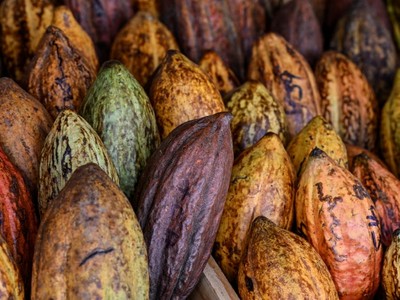 Ca cao dẫn đầu đợt tăng giá hàng hóa toàn cầu trong năm thứ hai liên tiếp