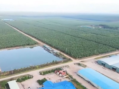 Hoàng Anh Gia Lai (HAG) giải thể một công ty con mới thành lập cuối năm 2023