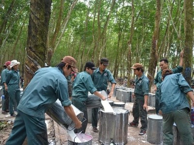 Cao su Đồng Phú (DPR): Lợi nhuận quý IV/2024 tăng 42,3% nhờ hưởng lợi giá cao su tăng cao