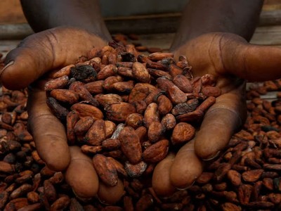 Lượng dự trữ ca cao giảm xuống mức thấp kỷ lục