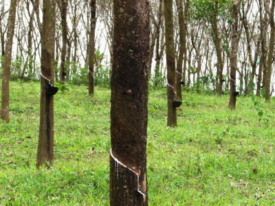 Giá cao su hồi phục khi nguồn cung thắt chặt