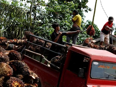 Thị trường dầu cọ gặp áp lực sau khi Indonesia hạn chế xuất khẩu