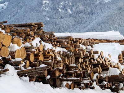 Mỹ điều tra về hoạt động nhập khẩu gỗ xẻ