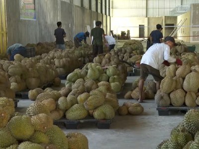 Indonesia đặt mục tiêu bắt đầu xuất khẩu sầu riêng đông lạnh sang Trung Quốc trong năm nay