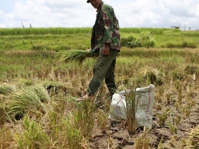 Giá gạo giảm xuống mức thấp nhất kể từ năm 2022