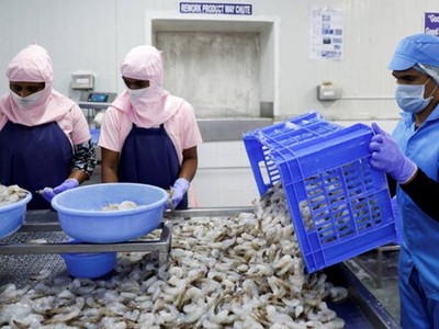 Ngành tôm Ấn Độ gặp khó khăn trước áp lực thuế quan của Mỹ