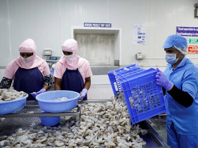 Nông dân nuôi tôm Ấn Độ lao đao vì cú sốc thuế từ Mỹ