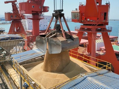 Nhập khẩu đậu tương Mỹ của Trung Quốc chững lại khi tồn kho tăng kỷ lục