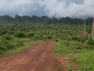 Sự suy thoái của rừng mưa lớn thứ hai thế giới có nguy cơ tác động tiêu cực tới ca cao