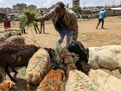 Xuất khẩu thịt đến vùng Vịnh bị mắc kẹt do ảnh hưởng của cuộc xung đột