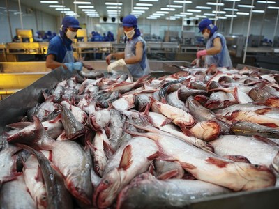 Lãi ròng của Nam Việt (ANV) giảm 59,5% trong quý II/2026 khi chịu áp lực chi phí tăng cao