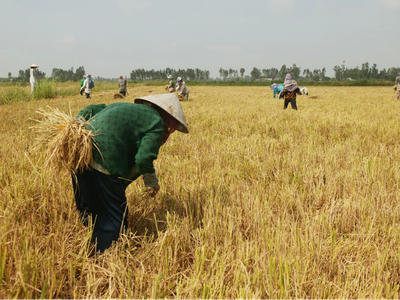 Chiến sự và thời tiết cực đoan châm ngòi cú sốc giá lương thực mới