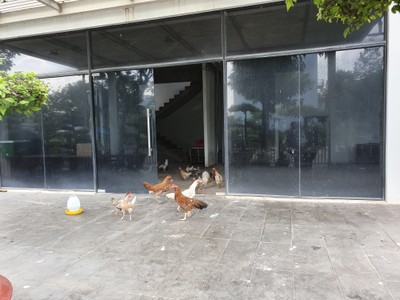 Biệt thự chục tỷ tại khu đô thị của Kiến Á chỉ để... nuôi gà