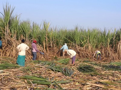 Pakistan là nước tiếp theo cấm xuất khẩu đường 