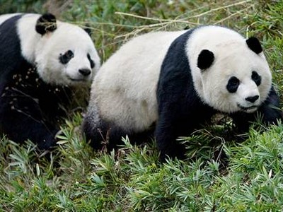 Hai chú gấu trúc Mei Xiang và Tian Tian.