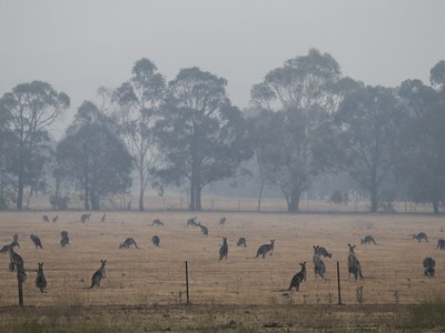Sinh vật ở Úc vật lộn với thảm họa cháy rừng