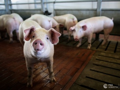 Năm 2019, cả thế giới “điêu đứng” vì dịch tả lợn