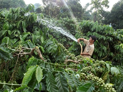 Gia đình anh H’Nich, dân tộc Ba Na ở Làng K’Tăng, xã K’Dang, huyện Đắk Đoa, tỉnh Gia Lai vay vốn hộ mới thoát nghèo đầu tư trồng cà phê