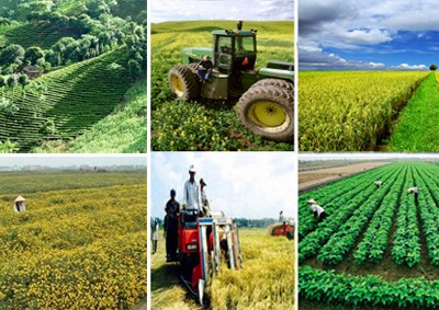 Tìm hiểu về chính sách tín dụng phục vụ phát triển nông nghiệp, nông thôn