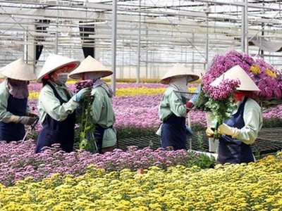 Điều kiện, thủ tục vay vốn theo Chương trình cho vay theo Nghị định 55 