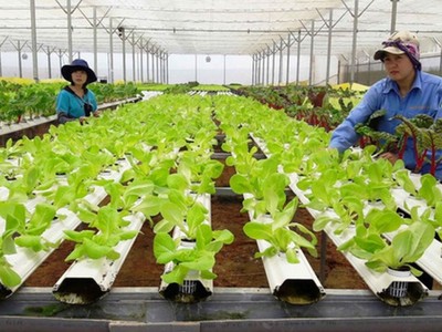 Về lãi suất cho vay chương trình nông nghiệp ứng dụng công nghệ cao