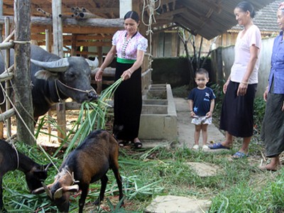 Điều kiện vay vốn theo quy định tại Quyết định số 2085/QĐ-TTg ngày 31/10/2016 