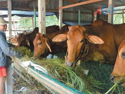 Thủ tục cho vay theo chương trình cho vay hộ gia đình sản xuất kinh doanh vùng khó khăn