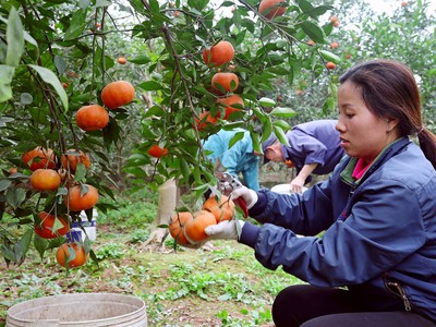 Mức cho vay tối đa với hộ gia đình trồng cây công nghiệp, cây ăn quả, nuôi trồng thủy hải sản