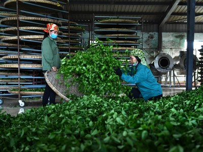 Nhân viên CTCP Chè Cờ Đỏ bắt đầu chế biến chè.