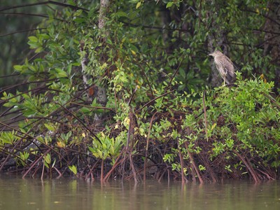 HSBC cùng WWF giải quyết vấn đề biến đổi khí hậu tại Việt Nam
